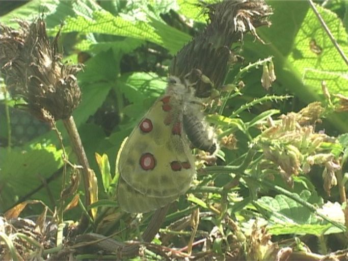 Roter Apollo ( Parnassius apollo ), hinter Glas in einer Aufzuchtvoliere : Schmetterlingsparadies Langschlägerwald im Waldviertel, Niederösterreich, 08.07.2007